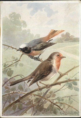 Vintage schulz birds - vintage,