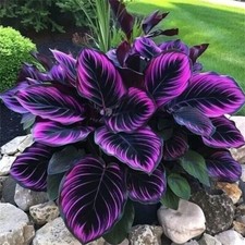 25X Seeds Purple Tip Calathea