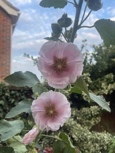 500 giant mix alcea - giant, rosea