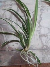 3 Baby Spider Plant Chlorophytum comosum  Air purifier