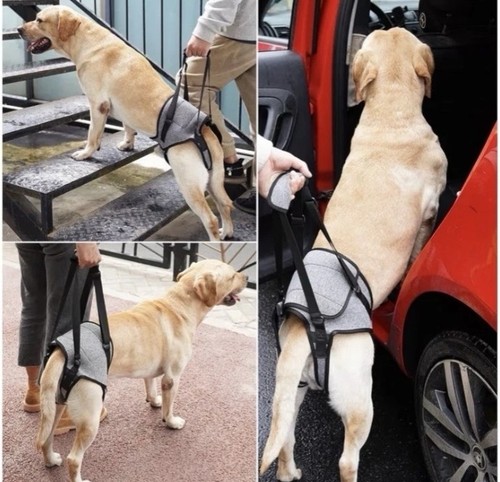 Dog rear legs support - legs, strap