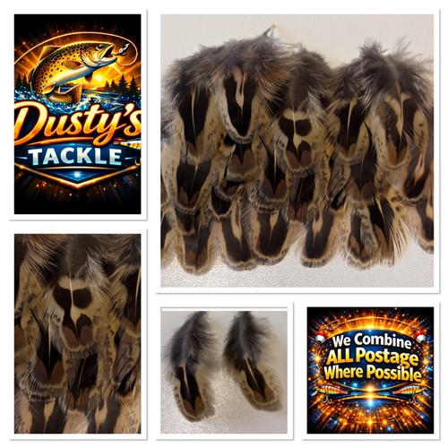 Hen pheasant shoulder feathers - pheasant,