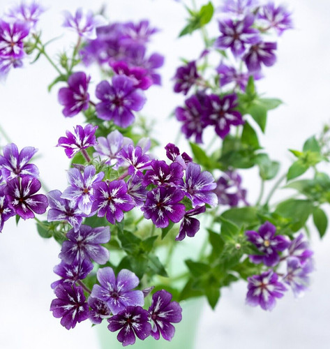 Phlox sugar stars - sugar, seeds