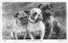 BULLDOGS ENGLAND, IRELAND, SCOTLAND ~ VINTAGE 1906 REAL PHOTO POSTCARD #250525