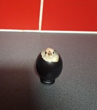 Taxidermy Chick In Egg Gallus