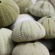 Green Sea Urchin | Pack of 3 |