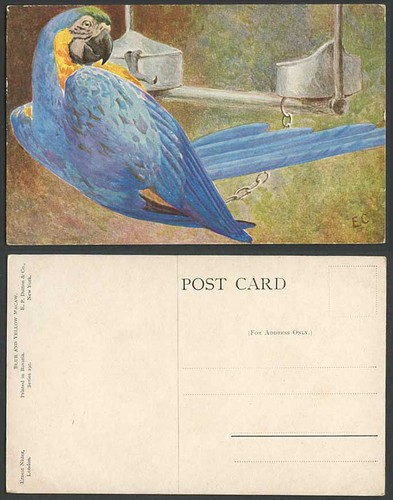 Blue and yellow macaw bird - blue,