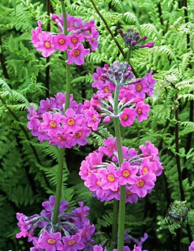 Primula beesiana candelabra - 6,