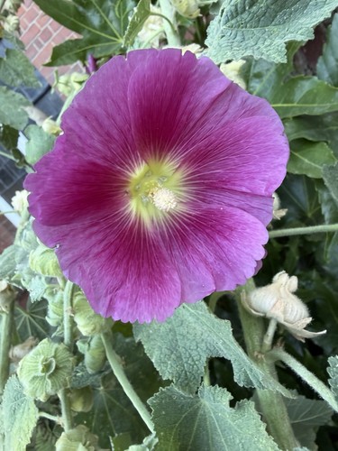 Giant hollyhock purple - hollyhock, (alcea)
