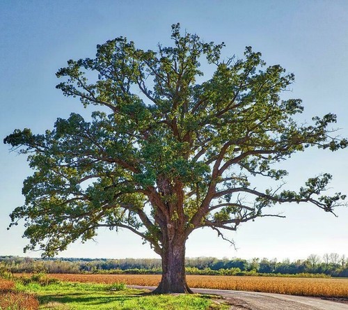 Bur oak tree - tree, (burr