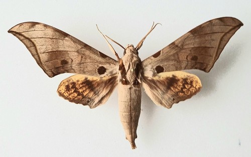 Hawk moth set specimen - hawk,