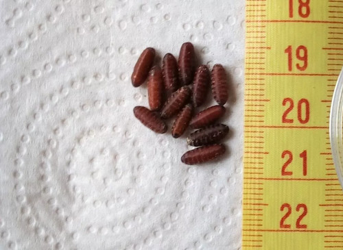 Dry fly pupae casters - ;, green