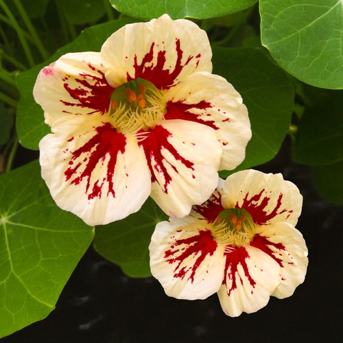 Nasturtium chameleon bedding - nasturtium,