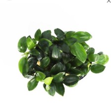 Anubias nana petite mini - nana,