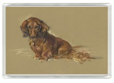 DACHSHUND LONG HAIRED