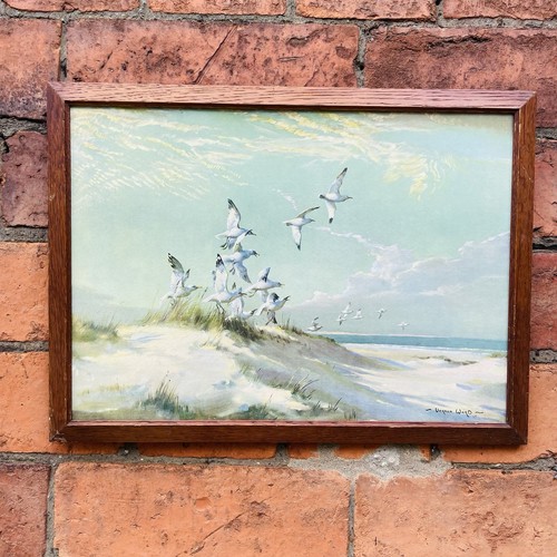 Vernon ward seagulls - vernon,