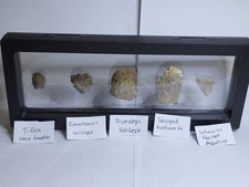 Fossil Collection In Floating Display. T-Rex Triceratops Edmontosaurus Ref1009