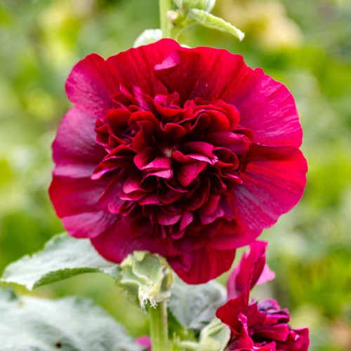Alcea double scarlet red - scarlet,