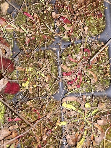 Sarracenia cold hardy - cold,