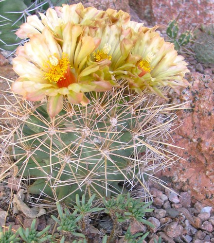 Needle mulee cactus seeds - needle,