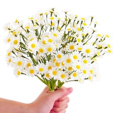 120heads Artificial Daisy