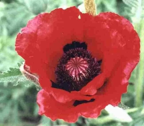 Orientale poppy allegro giant - allegro,