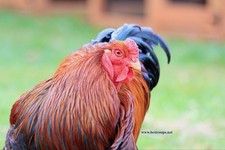 6+ Partridge Brahma Fertile