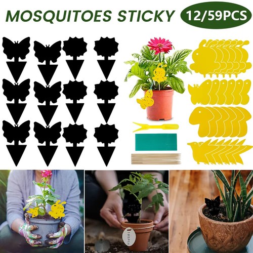 Fly sticky insect - fly,