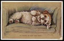 SEALYHAM TERRIER DOG Puppy