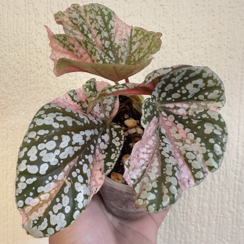 Begonia snow capped - begonia, pink