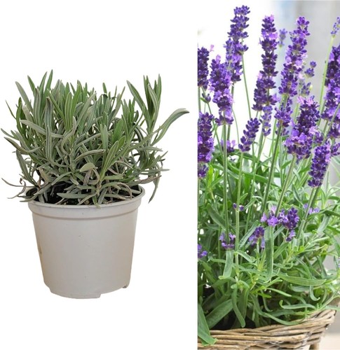 Carbeth plants english - plants,