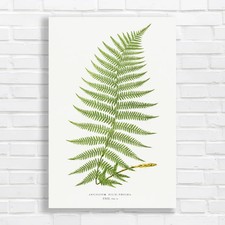 Vintage Botanical Fern Canvas