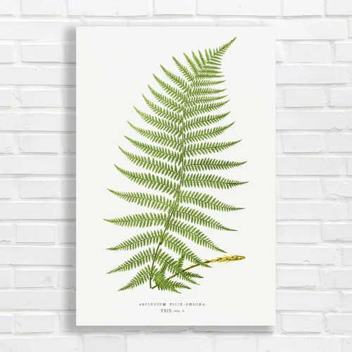 Vintage botanical fern canvas - vintage,
