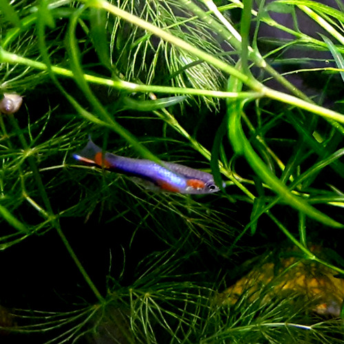 Pure french blue star - french,