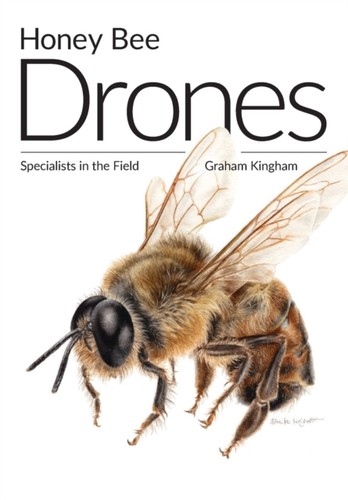 Kingham honey bee drones - -,