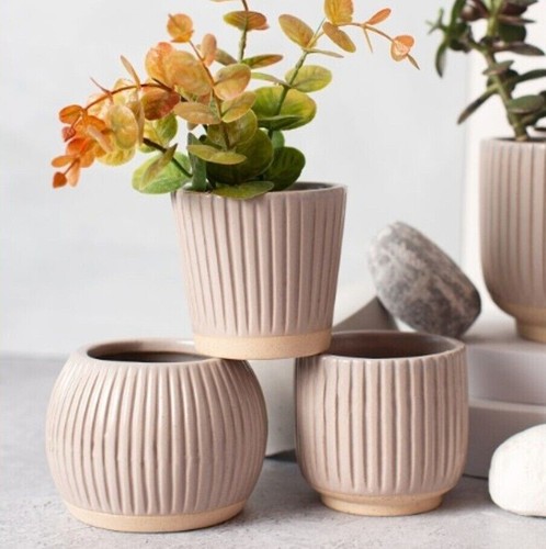 Plant pots cactus - plant, succulent