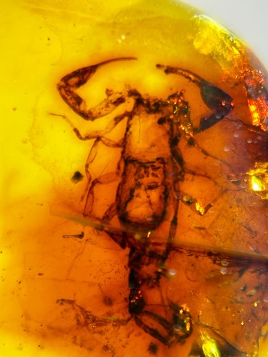 Burmese burmite cretaceous - burmese,
