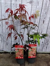 2x Acer Palmatum Atropurpureum