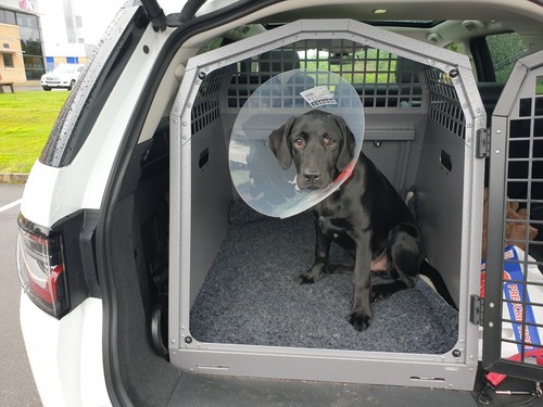 Trans b45ss single dog - b45ss,