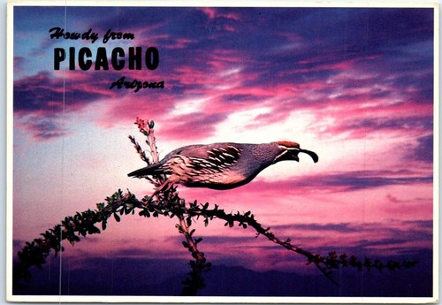 Postcard gambel quail - -,