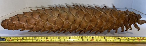 Giant sugarpine pine - sugarpine,