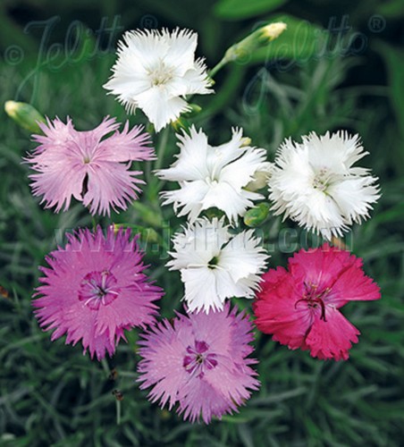 Dianthus plumarius mixed - 24,