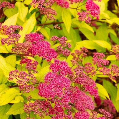 Spiraea japonica goldflame - goldflame,