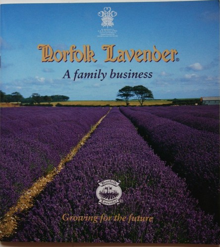 Norfolk lavender family - norfolk, a