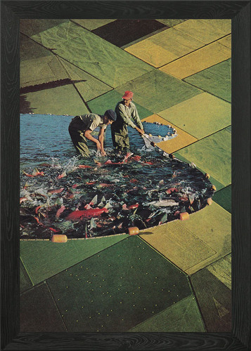 Salmon farm collage framed - [collage],
