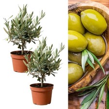 2 x Mini Olive Tree Olea