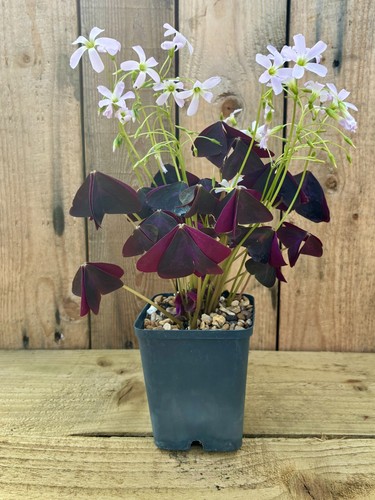 Purple shamrock plant - 🌿,