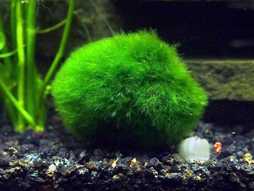 Aquatic arts giant marimo - aquatic,