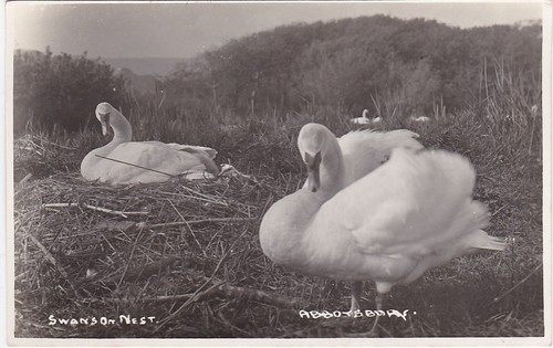 Swans nest the swannery - nest,,
