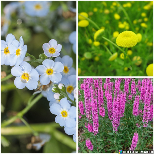 Selection flowering pond - flowering,